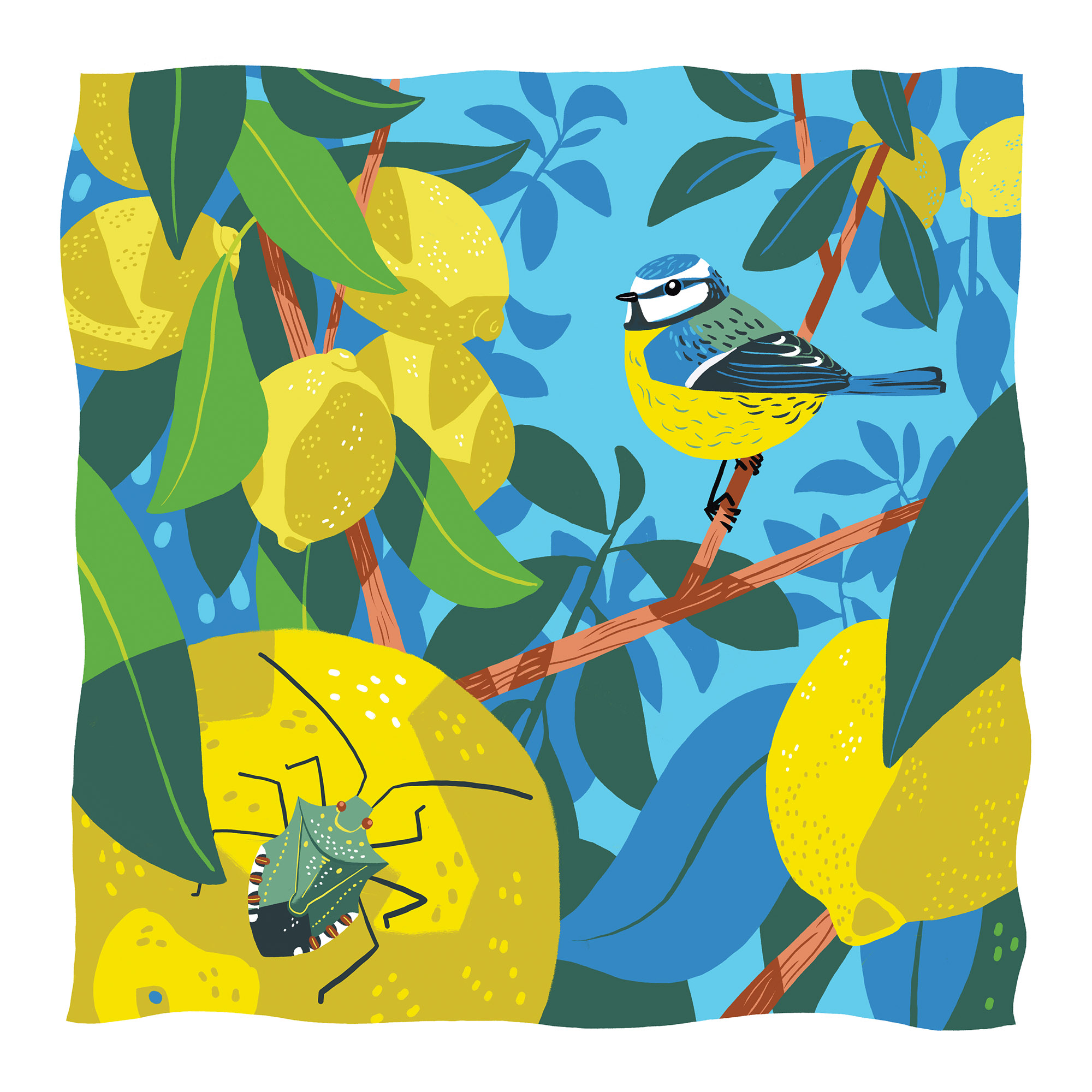 illustration colorée d'une mésange bleu sur un citronnier avec des citrons jaunes