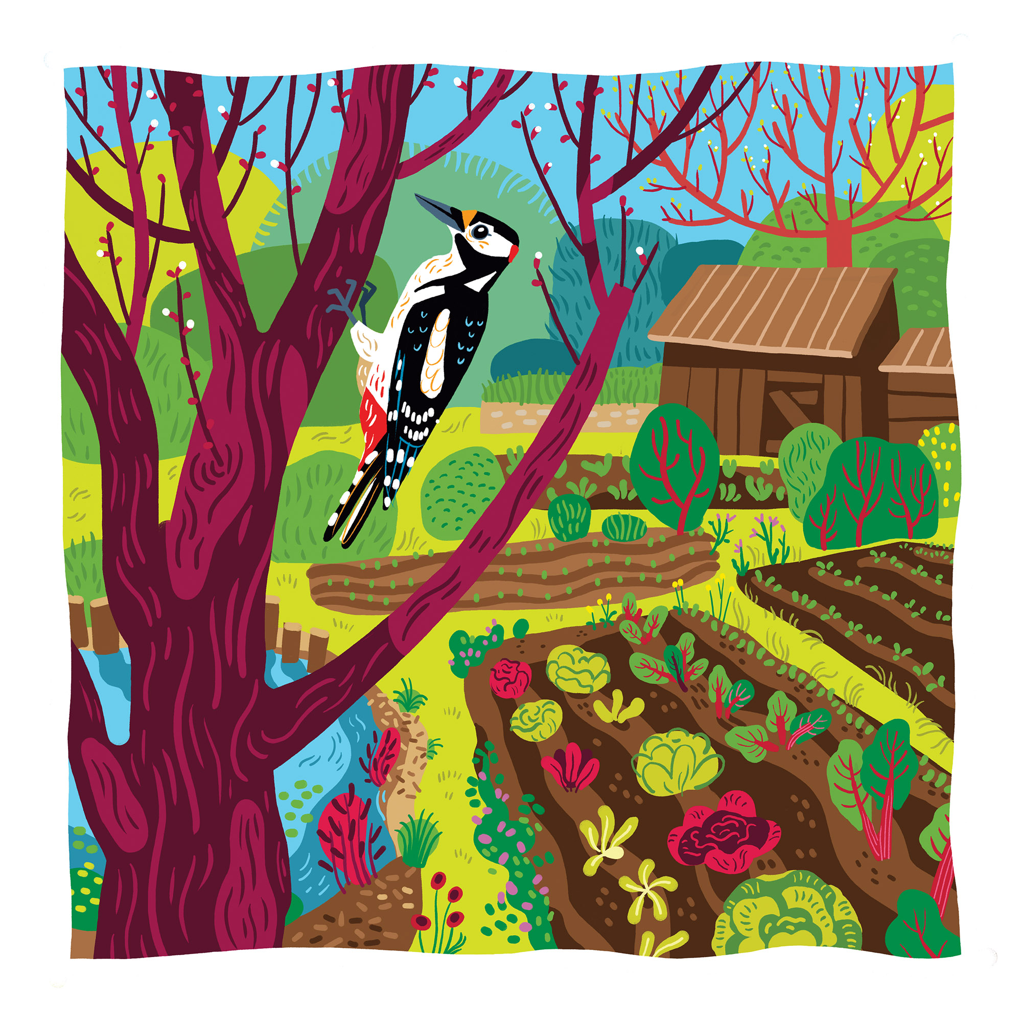 illustration d'un pic épeiche dans un potager avec des salades colorées