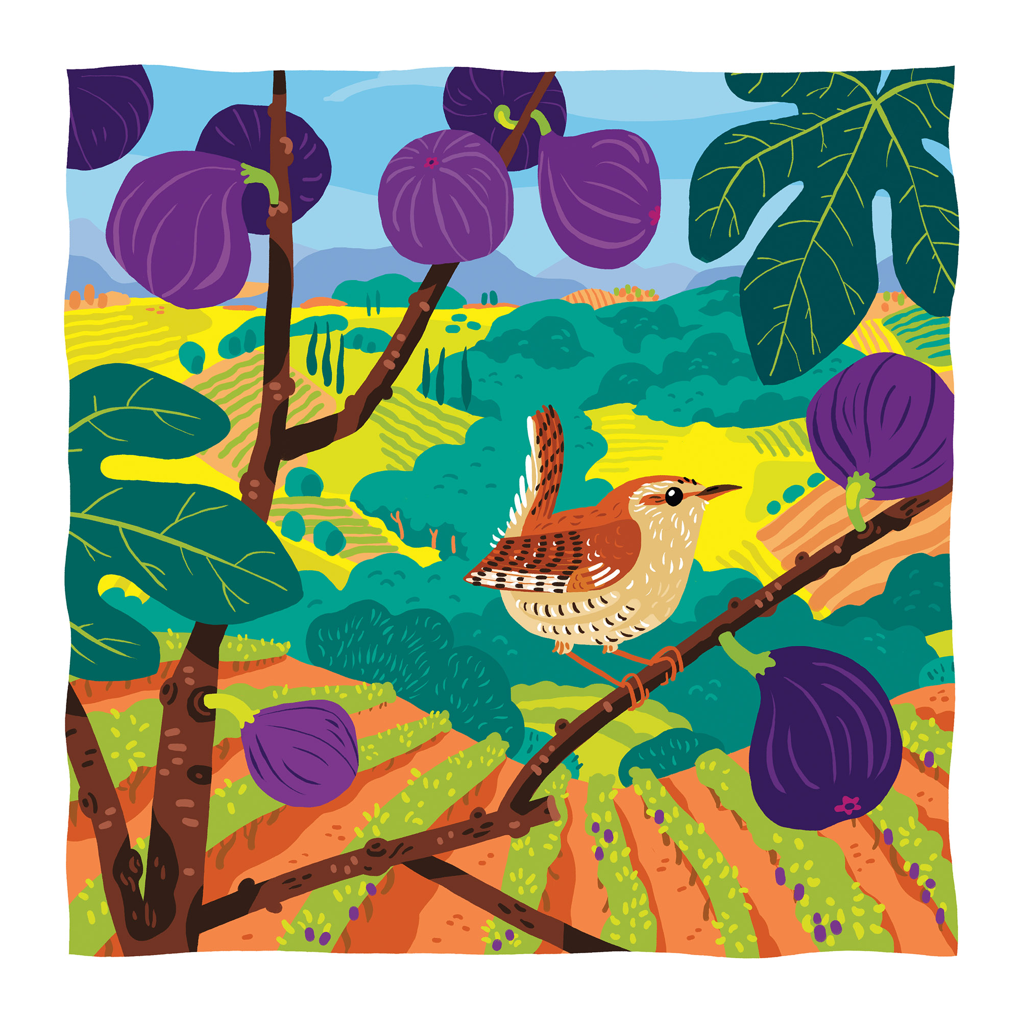 illustration colorée d'un troglodyte mignon perché sur une branche de figuier avec des figues violettes au premier plan et une vue sur des champs de vigne et garrigue en fond